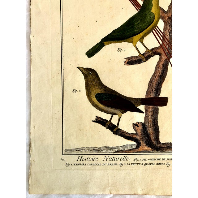 18th-Century Pair of French Hand-Colored Copperplate Engravings of Exotic Birds, by François-Nicolas Martinet For Sale In San Francisco - Image 6 of 18