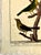 18th-Century Pair of French Hand-Colored Copperplate Engravings of Exotic Birds, by François-Nicolas Martinet For Sale In San Francisco - Image 6 of 18