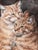 Abstract Two Orange Striped Cat Kitten Portrait Painting Including the Antiqued Gold Wood Frame For Sale - Image 3 of 5
