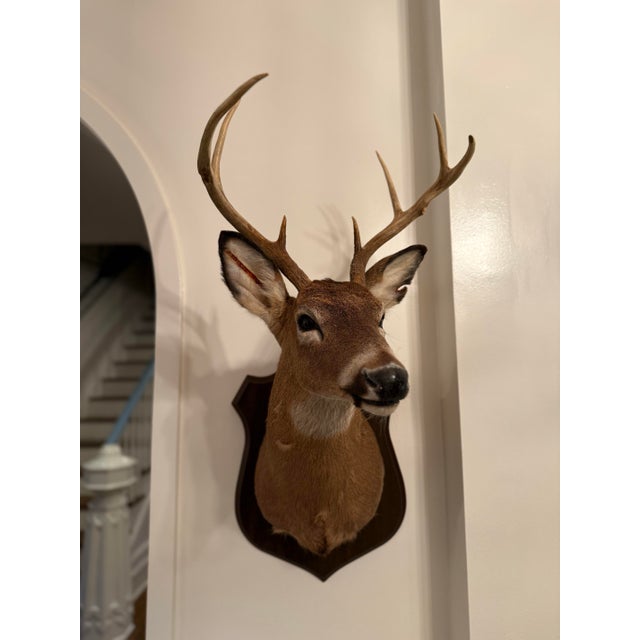 Cabin 1990s White-Tailed Deer Taxidermy Mount on Wood Plaque - 7 Point For Sale - Image 3 of 12