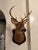 Cabin 1990s White-Tailed Deer Taxidermy Mount on Wood Plaque - 7 Point For Sale - Image 3 of 12