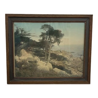 Vintage Framed Tinted Coastal Landscape Photograph of Cypress Trees on Rocky Shoreline. For Sale