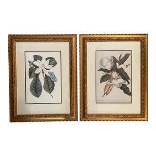 Gold Framed Magnolia Prints, a Pair For Sale