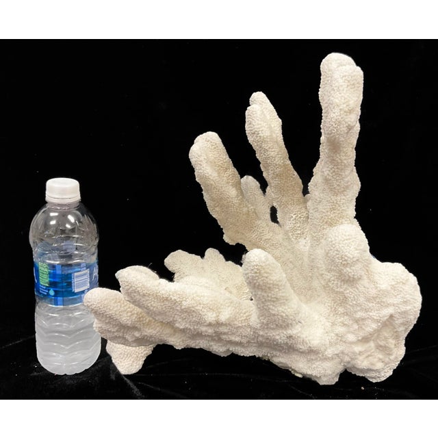 A rare natural white sea coral specimen. Color is a natural white. Flat underside for easy display. This specimen is a...