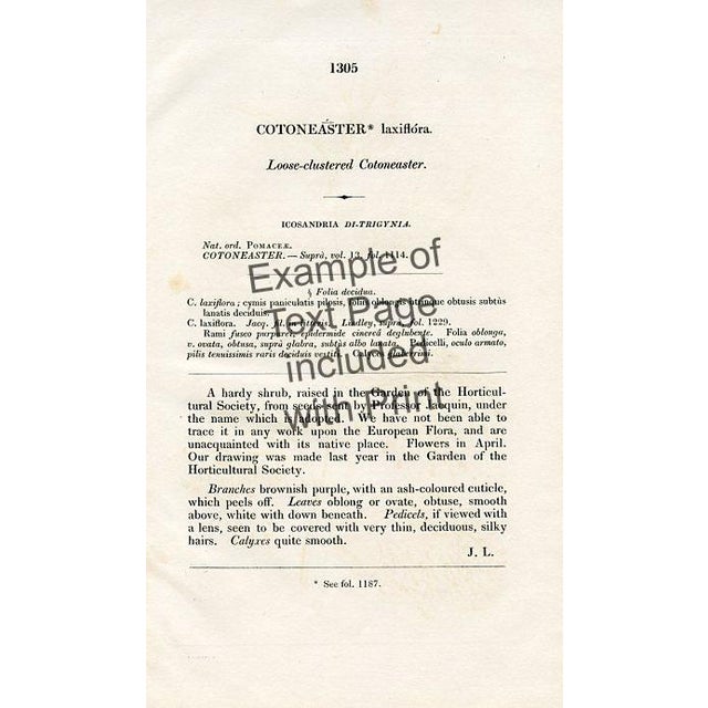 Illustration 1830, Palavia Botanical Print, the Botanical Register, Original Antique Botanical Print, Engraving, Hand Colored, England For Sale - Image 3 of 3