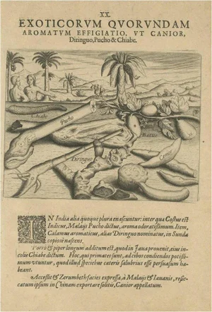 Theodore de Bry, Aromatic Treasures of the Indies, 1601, Print