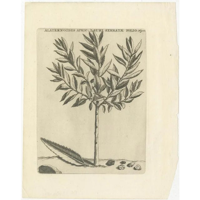 Botanical Engraving of Alaternoides Afric Lauri Serratae from Caspar Commelin, 1706 This engraving is possibly a botanical...
