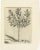 Botanical Engraving of Alaternoides Afric Lauri Serratae from Caspar Commelin, 1706 This engraving is possibly a botanical...