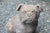 Cast stone bull dog garden figure, English, mid-20th century. Nice patina. A chubby, charming fellow! 7.5" w., 13.25" d.,...