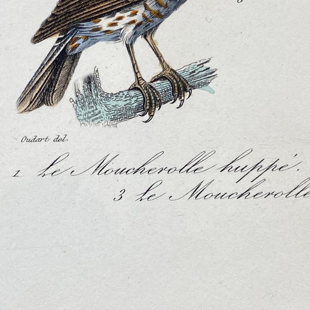 Paper French Antique 18th Century Bird Engraving Hand Colored Signed Artwork For Sale - Image 7 of 11