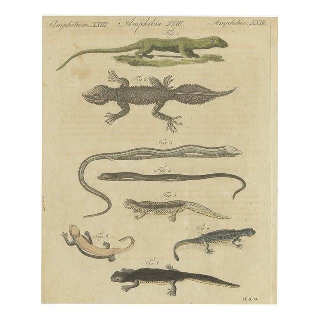 Bertuch, Lizards and Newts, Eight Species, 1805, Print For Sale