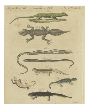 Bertuch, Lizards and Newts, Eight Species, 1805, Print