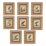 Antique Set of Eight Hand Colored Parrot Engravings For Sale