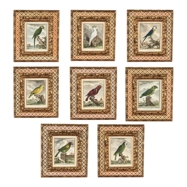 Antique Set of Eight Hand Colored Parrot Engravings For Sale