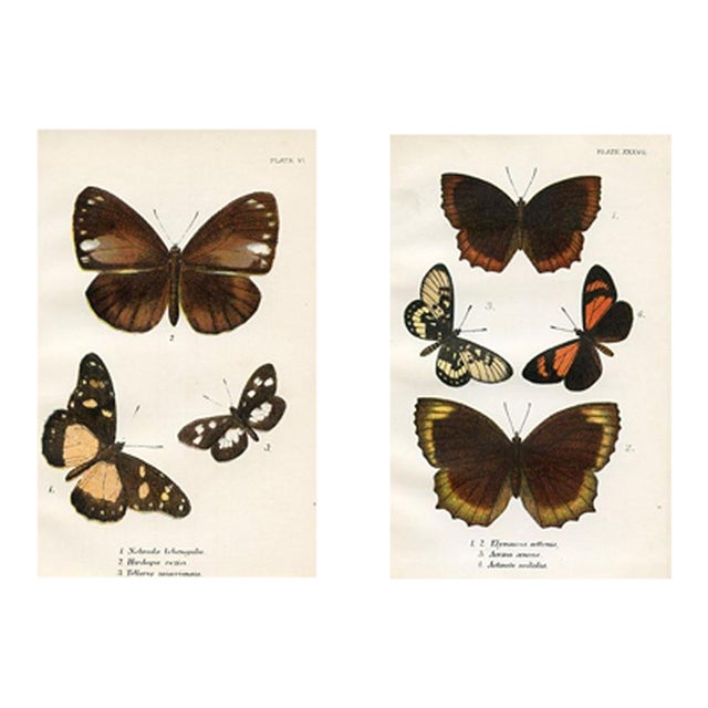 1896, Butterfly Prints Including Palmflies, Original Antique Lithographs, England, a Pair For Sale