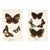 1896, Butterfly Prints Including Palmflies, Original Antique Lithographs, England, a Pair For Sale