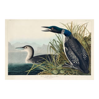 Great Northern Diver or Loon, Vintage Art Print Reproduction From Birds of America by John James Audubon, 36" X 24" For Sale