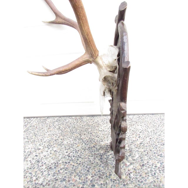 Vintage Black Forest Mounted Deer Antlers For Sale In San Francisco - Image 6 of 16