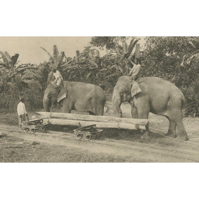 Logging Elephants, 1890s, Paper For Sale - Image 6 of 10