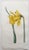 Wonderful set of 12 botanical prints. Hand coloured copper-plate engravings After drawings by J.Sowerby Published by...