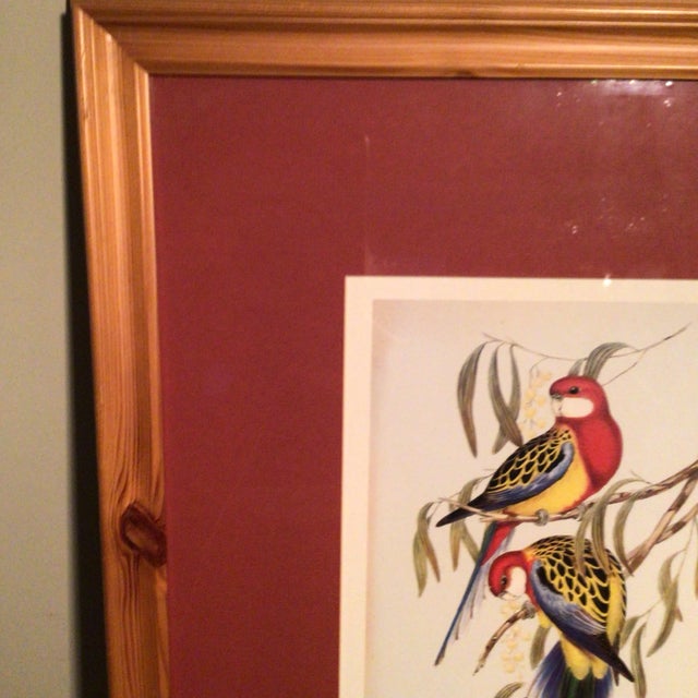 Maroon Eastern Rosella Birds on Tree Framed Lithograph by John Gould For Sale - Image 8 of 13