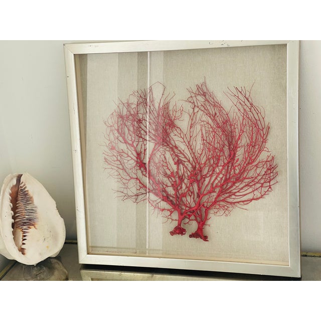Two sea whip branches painted red and framed. For coastal home decor.