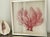 Two sea whip branches painted red and framed. For coastal home decor.