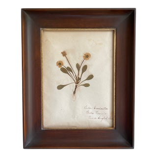 Antique Swedish Herbarium - English Daisy, Circa Late 19th Century For Sale