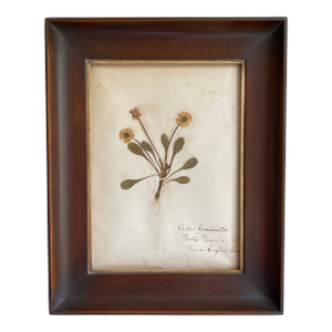 Antique Swedish Herbarium - English Daisy, Circa Late 19th Century
