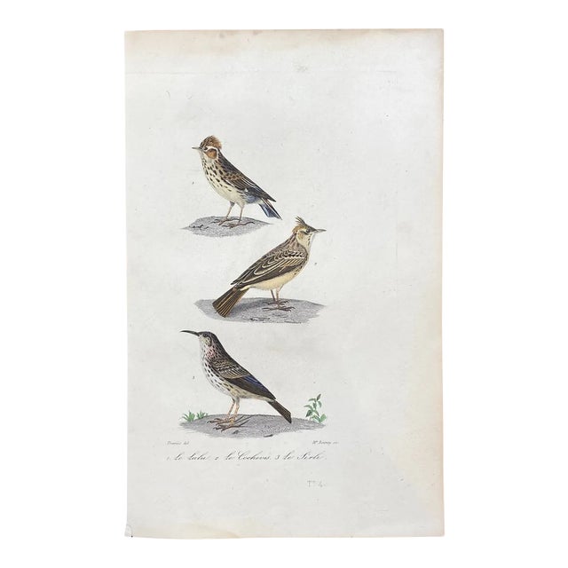 French Antique 18th Century "Le Lulu" Bird Engraving Hand Colored Signed Artwork For Sale