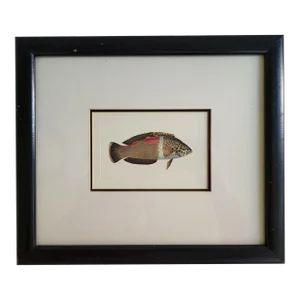 Vintage Framed Tropical Fish Art Print