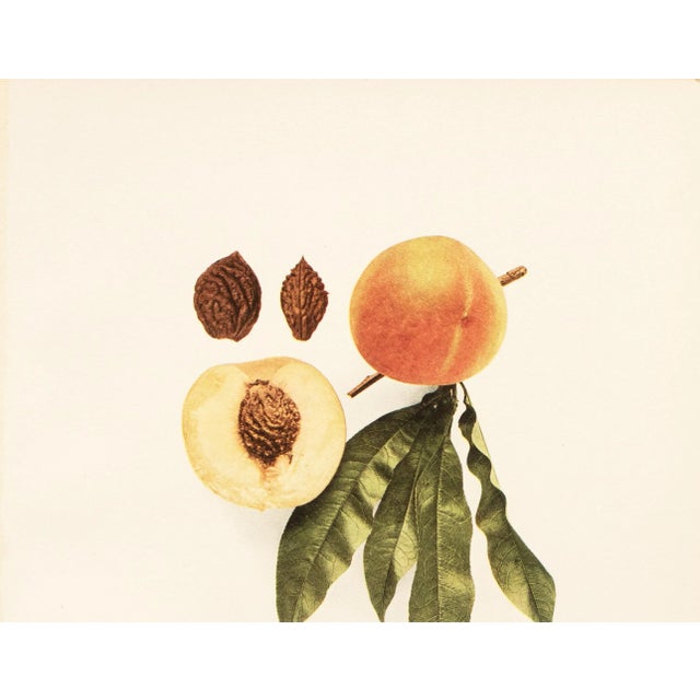Farmhouse 1900s U. P. Hedrick, Original Antique Photogravure of Newton (Nectarine) Peaches For Sale - Image 3 of 7