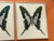 Michele Astolfi, Green Butterfly, 2000s, Mixed Media, Framed For Sale - Image 3 of 6