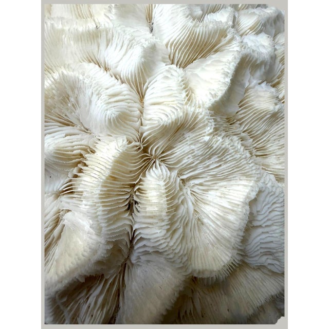 Late 20th Century Large Natural Ruffled Foliose Coral Skeleton Specimen 12" Coastal Decor For Sale - Image 5 of 6