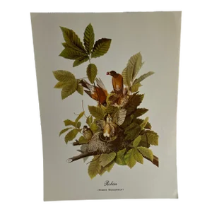 1960s After Audubon Robin Print