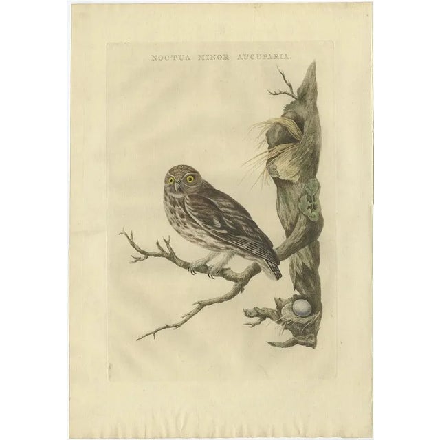 Noctua Minor Aucuparia, 1770, Paper For Sale - Image 10 of 10