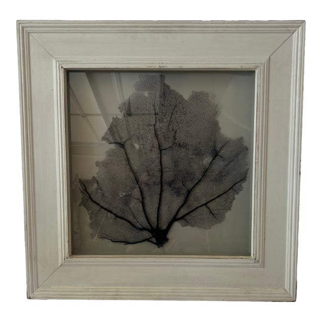Framed Natural Sea Fan For Sale