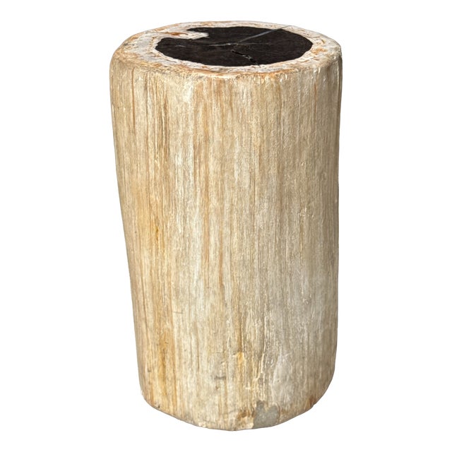 Side Table in Petrified Wood, Black Heartwood and White Bark, 1980s For Sale