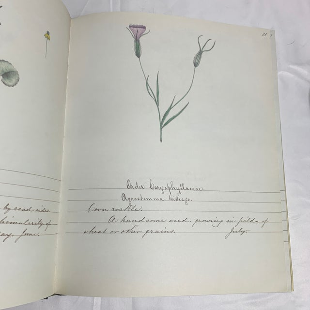 A Shaker Sister’s Drawings - Wild Plants Illustrated by Cora Helena Sarle - Hardcover Book - 1997 For Sale In Chicago - Image 6 of 10