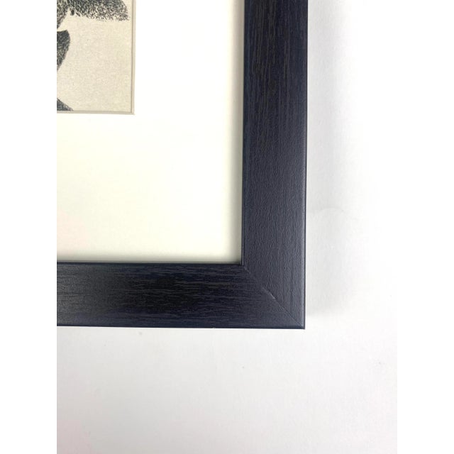 1940s 1940s Framed Botanical Blossfeldt Print - No. 27 For Sale - Image 5 of 7