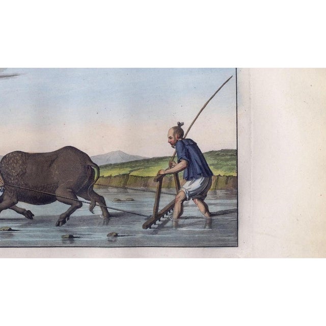 Early 19th Century Ferrario, Chinese Farmer with Water Buffalo Agricultural Scene, 1815, Print For Sale - Image 5 of 14