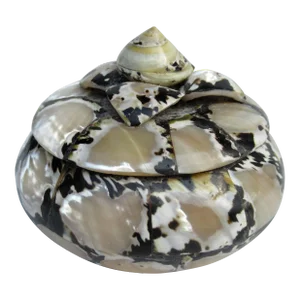 Boho Chic Turbo Topped,Twisted Sea Shell & Wood Lidded Decorative Keepsake Box