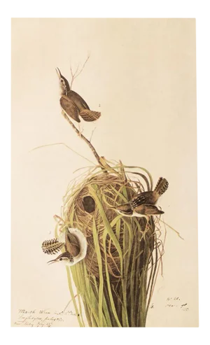 1966 Vintage Farmhouse Cottage Print "Marsh Wren" After John James Audubon
