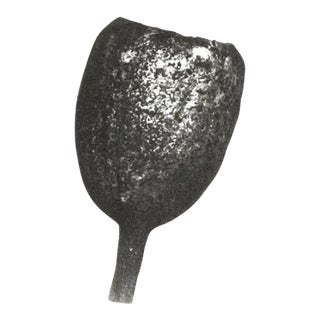 "Botanica V" - Black & White Gum Dichromate Print by S. Howard For Sale