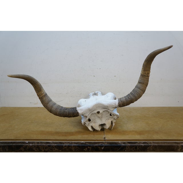 Western Southwestern Longhorn Cow Bull Steer Skull Horns Taxidermy 26" For Sale - Image 12 of 16