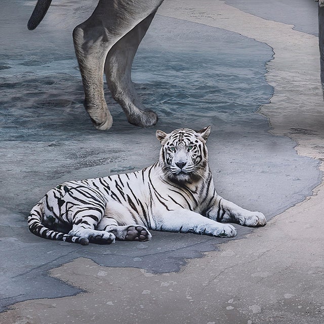 Queen of the Wild Hearts by Marcin Owczarek | Photography of a surreal scene with animals and a figure For Sale - Image 4 of 5