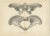Set of two antique prints titled 'Dinoceras Mirabile'. Original lithograph of the pelvis of a Dinoceras Mirabile, an...