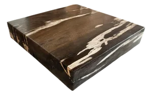 Andrianna Shamaris Petrified Wood Slab