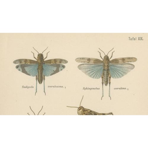 1900 - 1909 Richard Tümpel, Antique Entomology, 1908, Lithograph, Set of 2 For Sale - Image 5 of 11