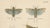 1900 - 1909 Richard Tümpel, Antique Entomology, 1908, Lithograph, Set of 2 For Sale - Image 5 of 11